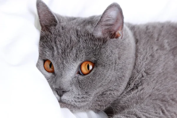 ふわふわ猫 — ストック写真