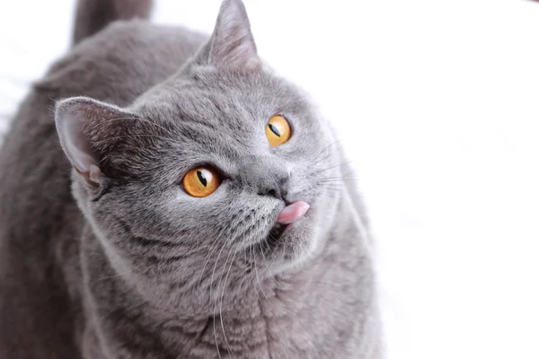 Bonito Lindo Gato Doméstico Fofo — Fotografia de Stock