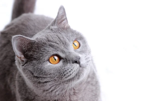 Fluffy British cat — Stock Photo, Image