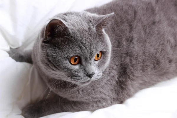 Пушистый британский кот — стоковое фото