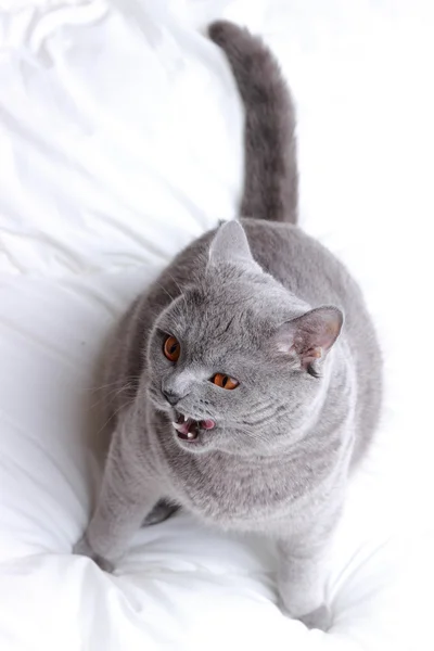 Schattig kat — Stockfoto