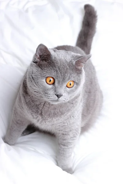 Adorable cat — Stock Photo, Image