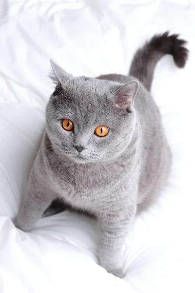 Schöne Schöne Flauschige Hauskatze — Stockfoto