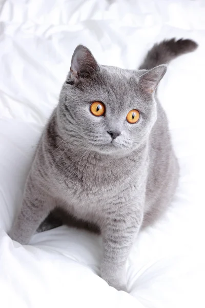 Fluffy British cat — Stock Photo, Image