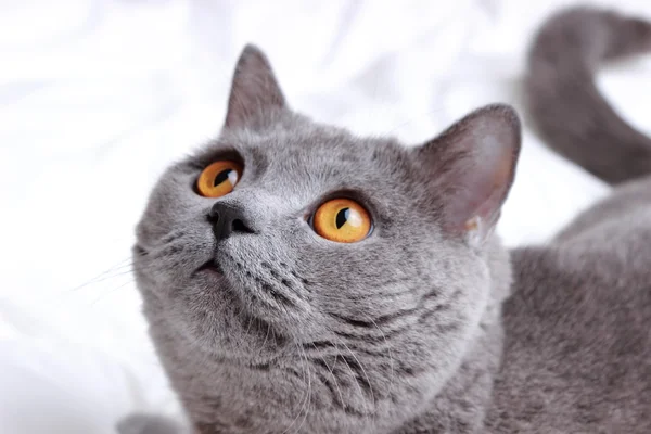 Fluffy British cat — Stock Photo, Image