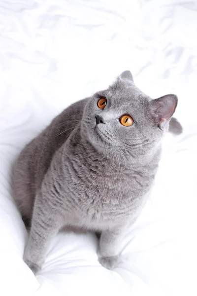 Przystojny Piękny Puszysty Kot Domowy — Zdjęcie stockowe