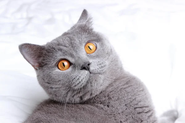 Pěkný Krásný Nadýchaný Domácí Kočka — Stock fotografie
