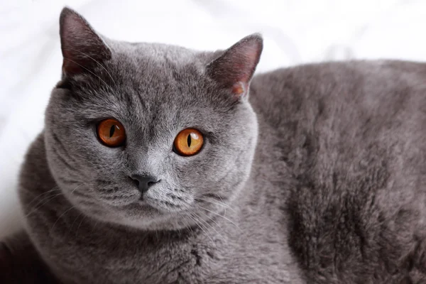 Fluffy cat — Stock Photo, Image