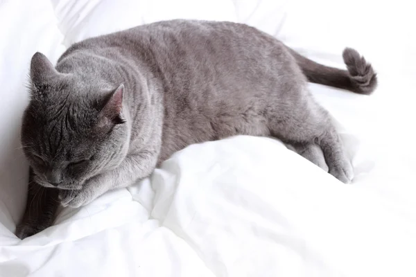 Retrato de gato — Foto de Stock