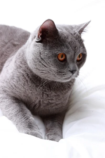 Handsome Lovely Fluffy Domestic Cat — Stock Photo, Image