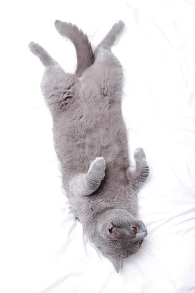 Gato fofo — Fotografia de Stock