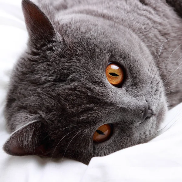 Fluffy cat — Stock Photo, Image