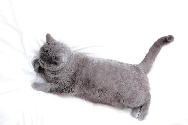Gato esponjoso —  Fotos de Stock