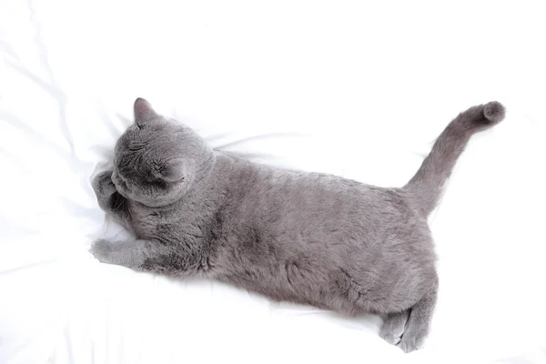 Fluffy cat — Stock Photo, Image