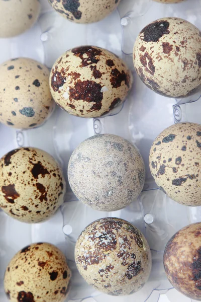 Texture des œufs — Photo