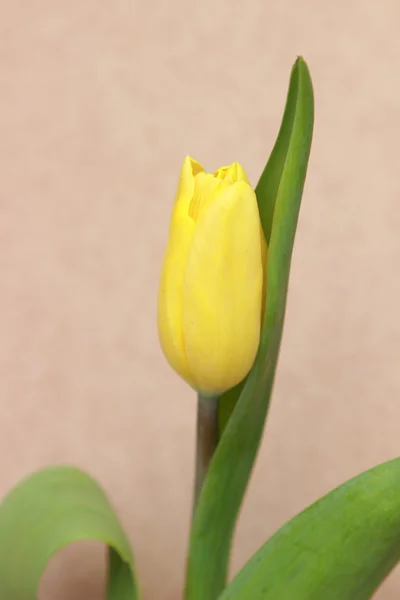 Blumenobjekt — Stockfoto