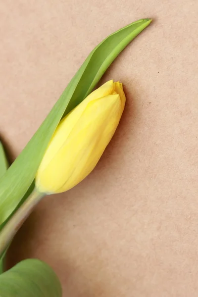 Floral object — Stock Photo, Image