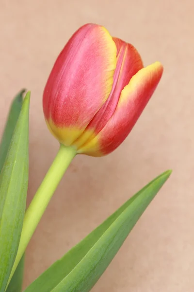 Blumenobjekt — Stockfoto