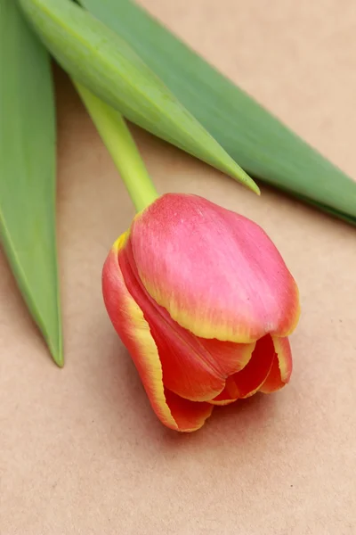 Flor — Fotografia de Stock