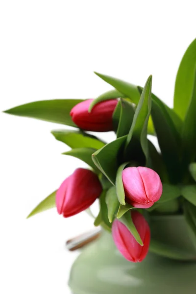 Pink tulip — Stock Photo, Image