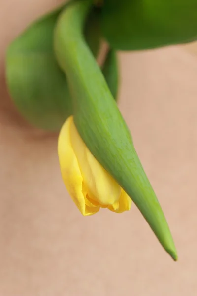 Flor — Foto de Stock