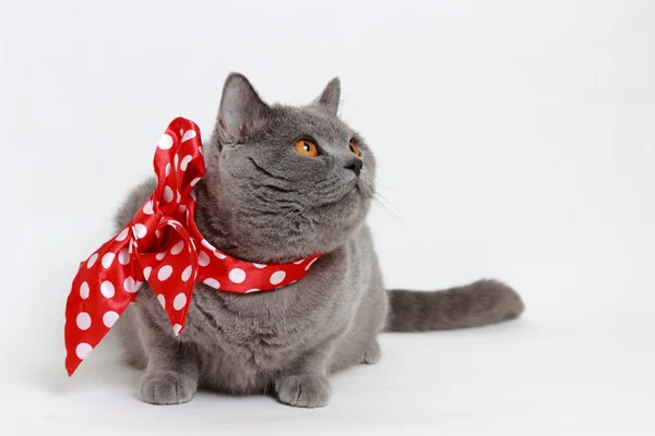 Кошка на праздник — стоковое фото