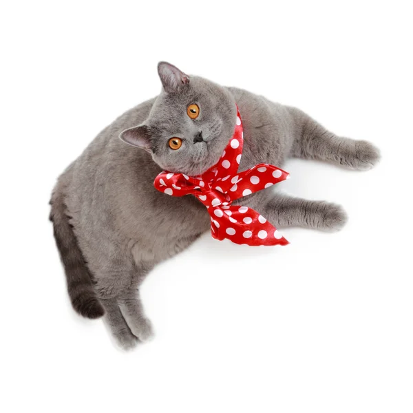 Tema Cat on Holiday — Foto Stock