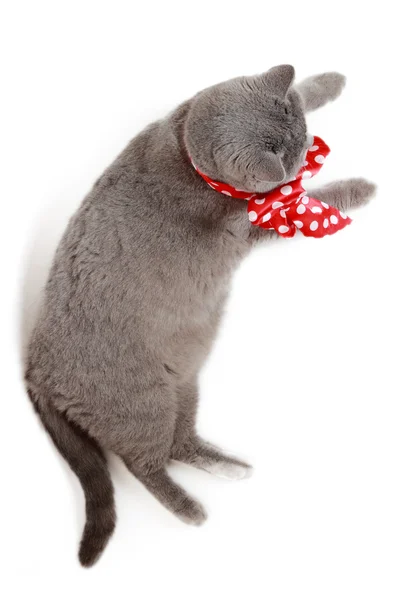 Gato em tema de férias — Fotografia de Stock