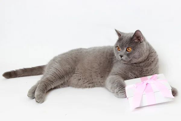 Cat on Holiday theme — Stock Photo, Image