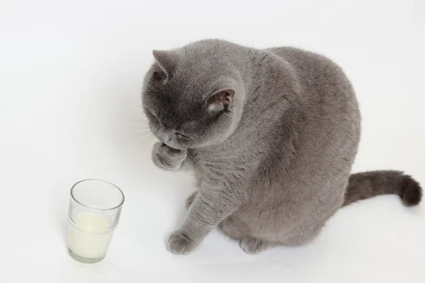 Hravý Krátké Vlasy Šedé Britská Kočka Konzumní Mléko — Stock fotografie