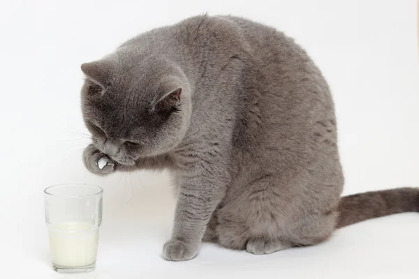 Lekfulla Kort Hår Grå Brittiska Katt Konsumtionsmjölk — Stockfoto