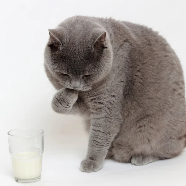 Gato e leite — Fotografia de Stock