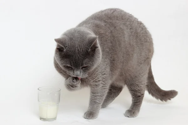 Katt och mjölk — Stockfoto