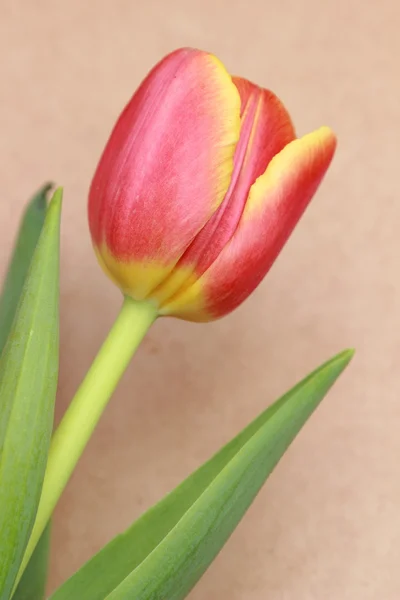Flor tierna — Foto de Stock