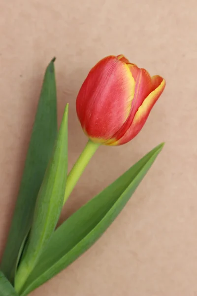 Tulipán Amarillo Sobre Fondo Madera — Foto de Stock