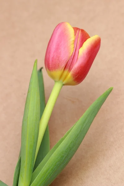 Zarte Blume — Stockfoto