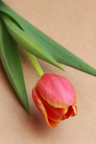 Flor tierna — Foto de Stock