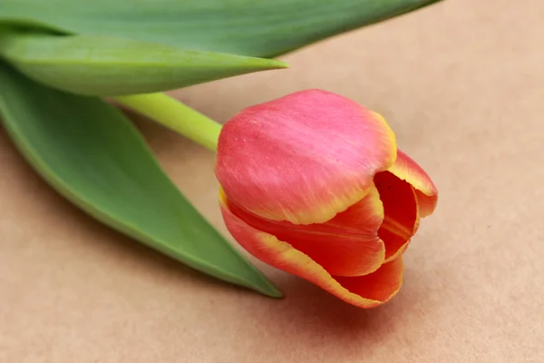 Tulipano Giallo Sfondo Legno — Foto Stock