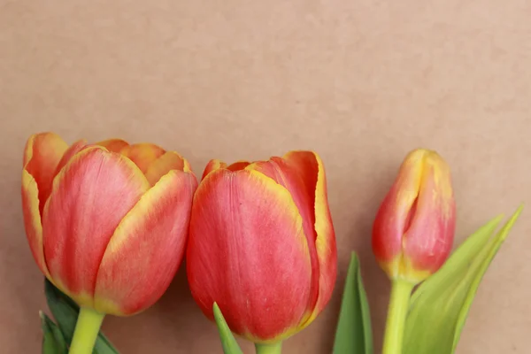 Hermosas flores. —  Fotos de Stock