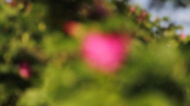 çay bush gül