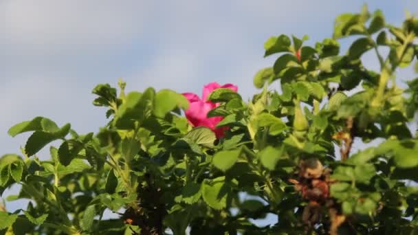 Tea rose bush — Stock Video