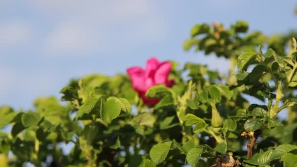 Tea rose bush — Stockvideo