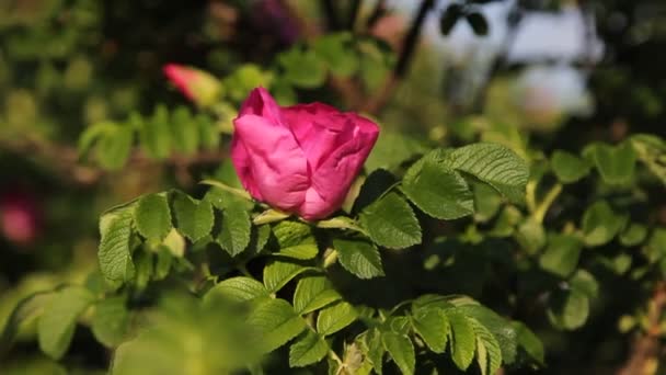 Tea rose bush — Stockvideo