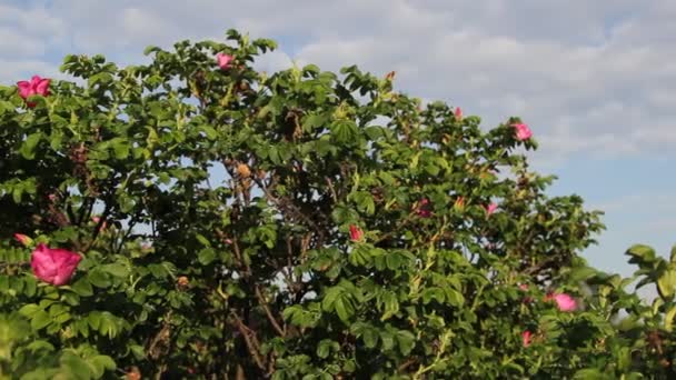 Tea rose bush — Stock Video