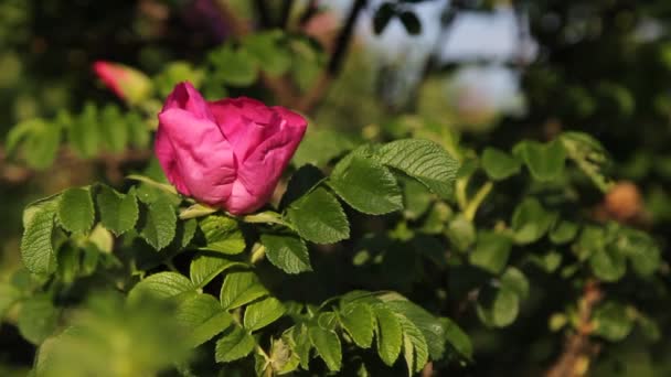 Чайна Троянда Кущ Відкритий Літній Час — стокове відео