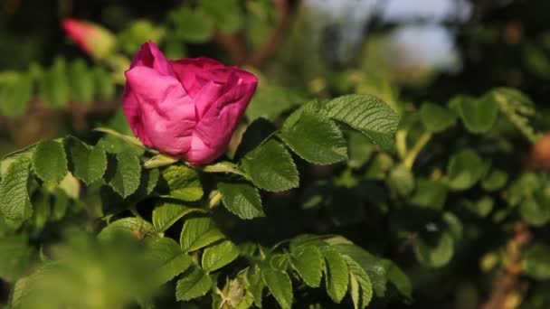 玫瑰花茶布什 — 图库视频影像