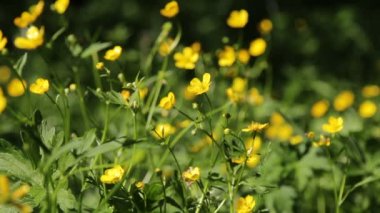 yeşil alan ve küçük sarı çiçekler