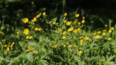 yeşil alan ve küçük sarı çiçekler