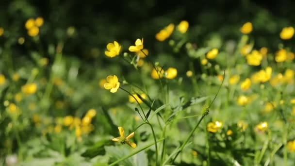 Campo verde e pequenas flores amarelas — Vídeo de Stock