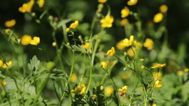 yeşil alan ve küçük sarı çiçekler